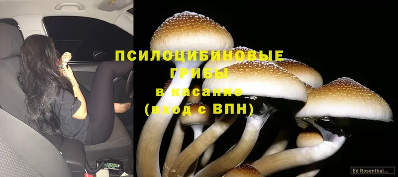 маркетплейс формула  Кизляр  Галлюциногенные грибы Psilocybine cubensis 