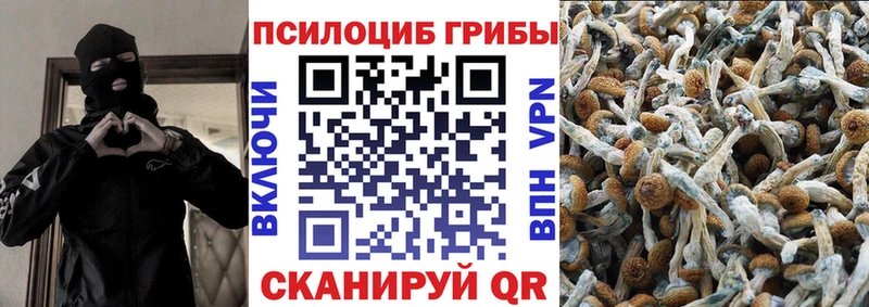 Галлюциногенные грибы Psilocybine cubensis  Кизляр 